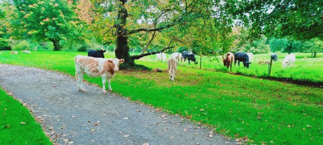 Irland